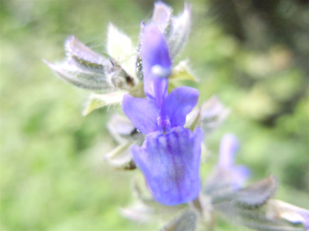 Salvia pratensis?